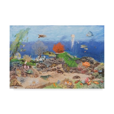 Les Ray 'In The Reef' Canvas Art,30x47